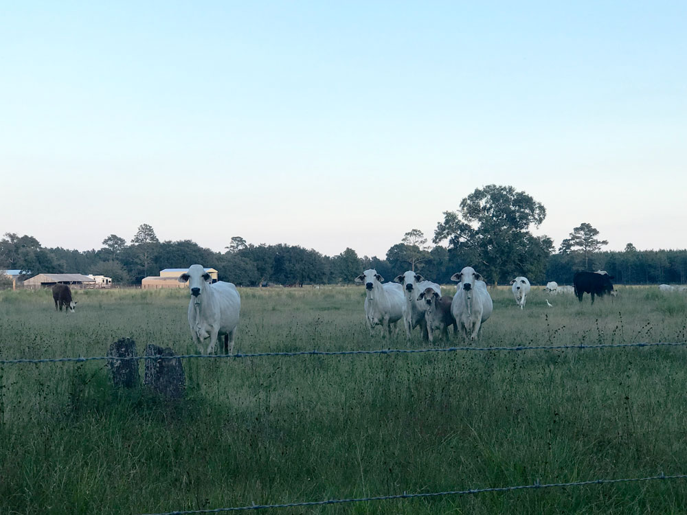 cows-at-the-ranch