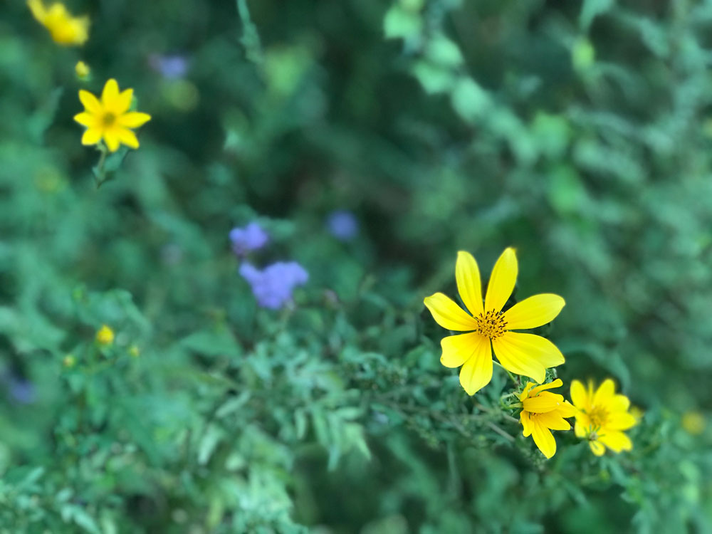 flowers-at-the-ranch